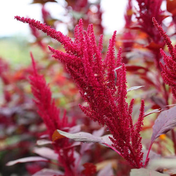 Red Garnet Amaranthus Seeds -  Flower Plant