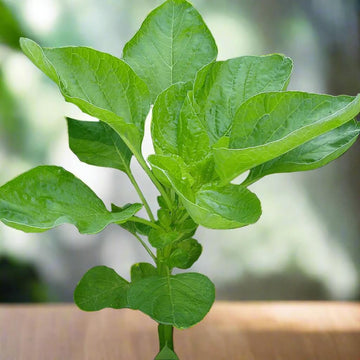 Amaranth Seeds – Edible Green
