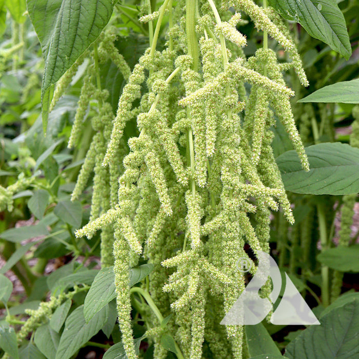 Amaranth Seeds – Green Amaranthus Viridis
