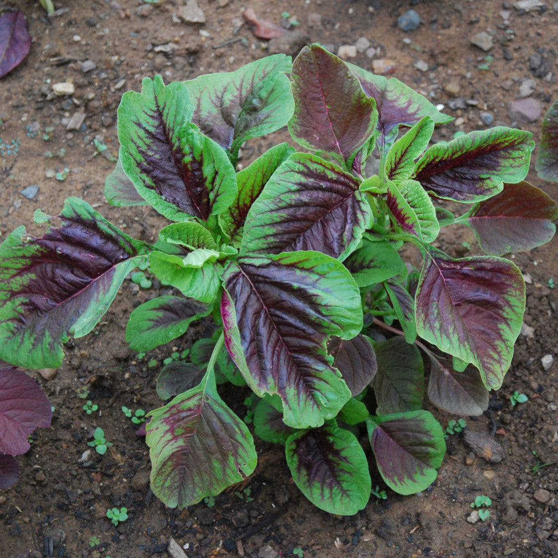 Amaranth Seeds – Red Stripe Leaf
