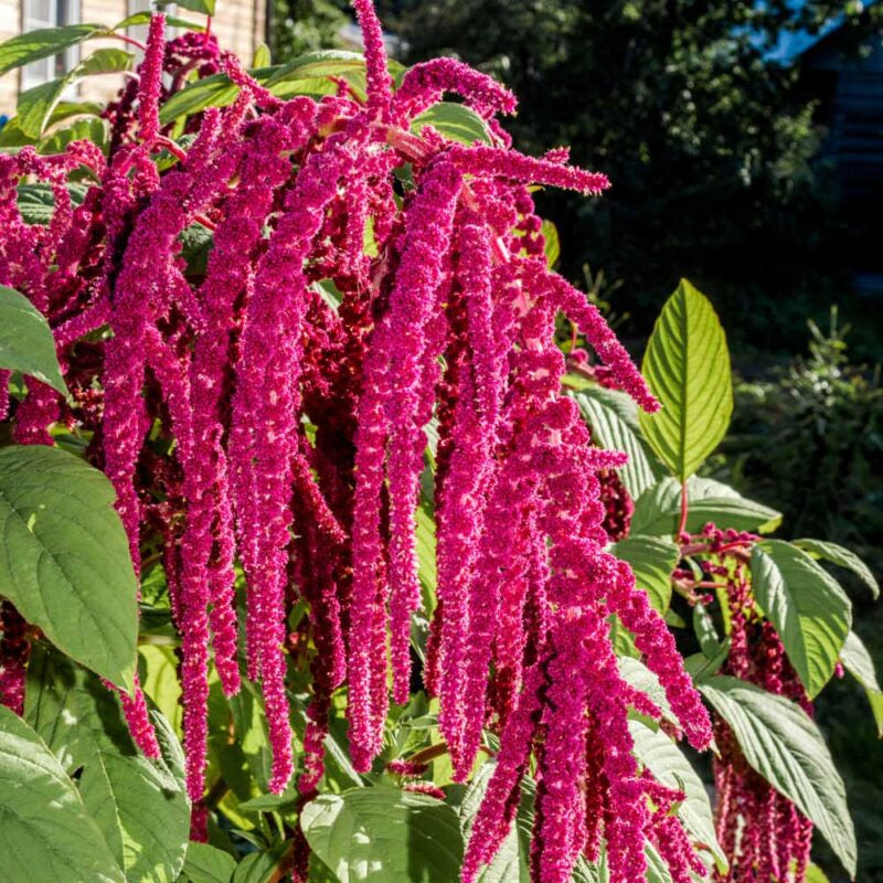 Amaranthus Caudatus Seeds – Love-Lies-Bleeding
