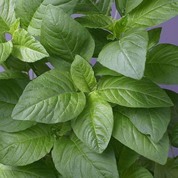 Amaranthus Seeds – Green Pointed Leaf
