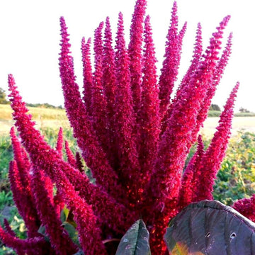 Amaranthus Seeds – Prince’s Feather
