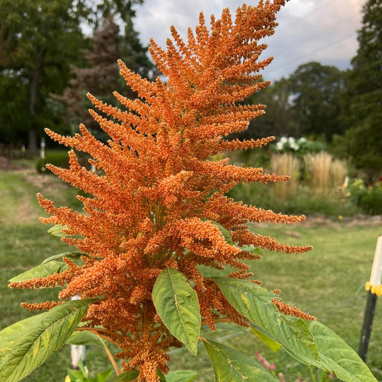 Amaranthus Seeds - Orange Giant
