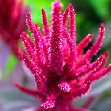Amaranthus Seeds – Prince’s Feather
