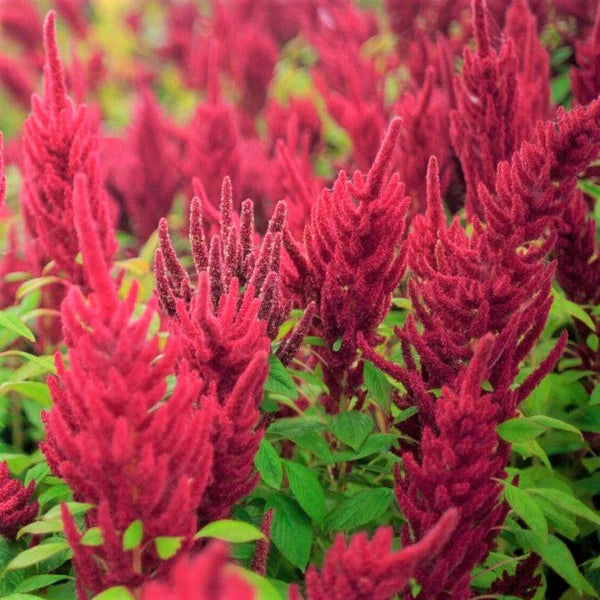 Amaranthus Seeds – Red Garnet
