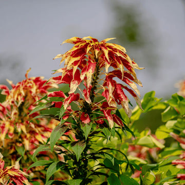 Amaranthus Seeds – Tricolor Vibrant Multi-Colored Ornamental Plant
