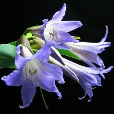 Amaryllis Seeds – Lavender