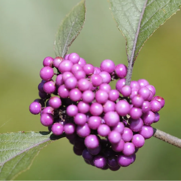 American Beautyberry Seeds

