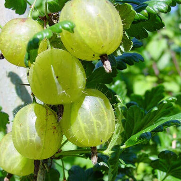 American Gooseberry Seeds