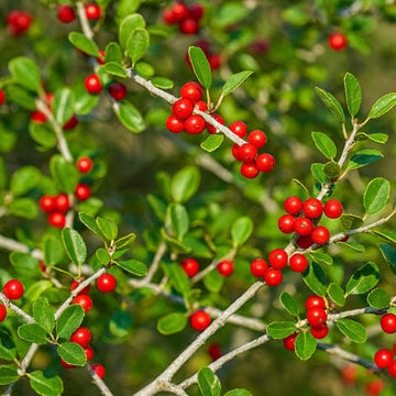 American Holly Tea Plant Seeds