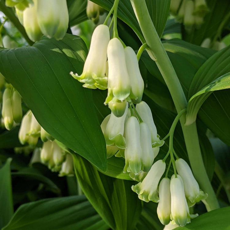 American Solomon’s Seal Seeds