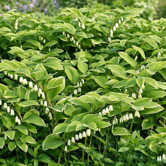 American Solomon’s Seal Seeds