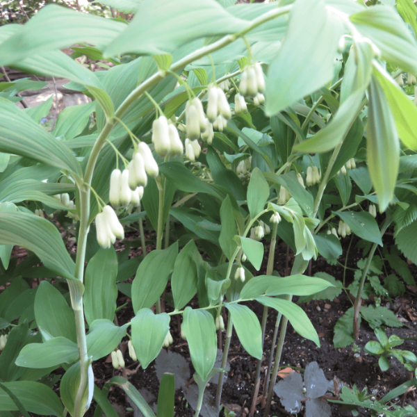 American Solomon’s Seal Seeds