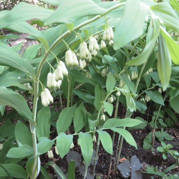 American Solomon’s Seal Seeds