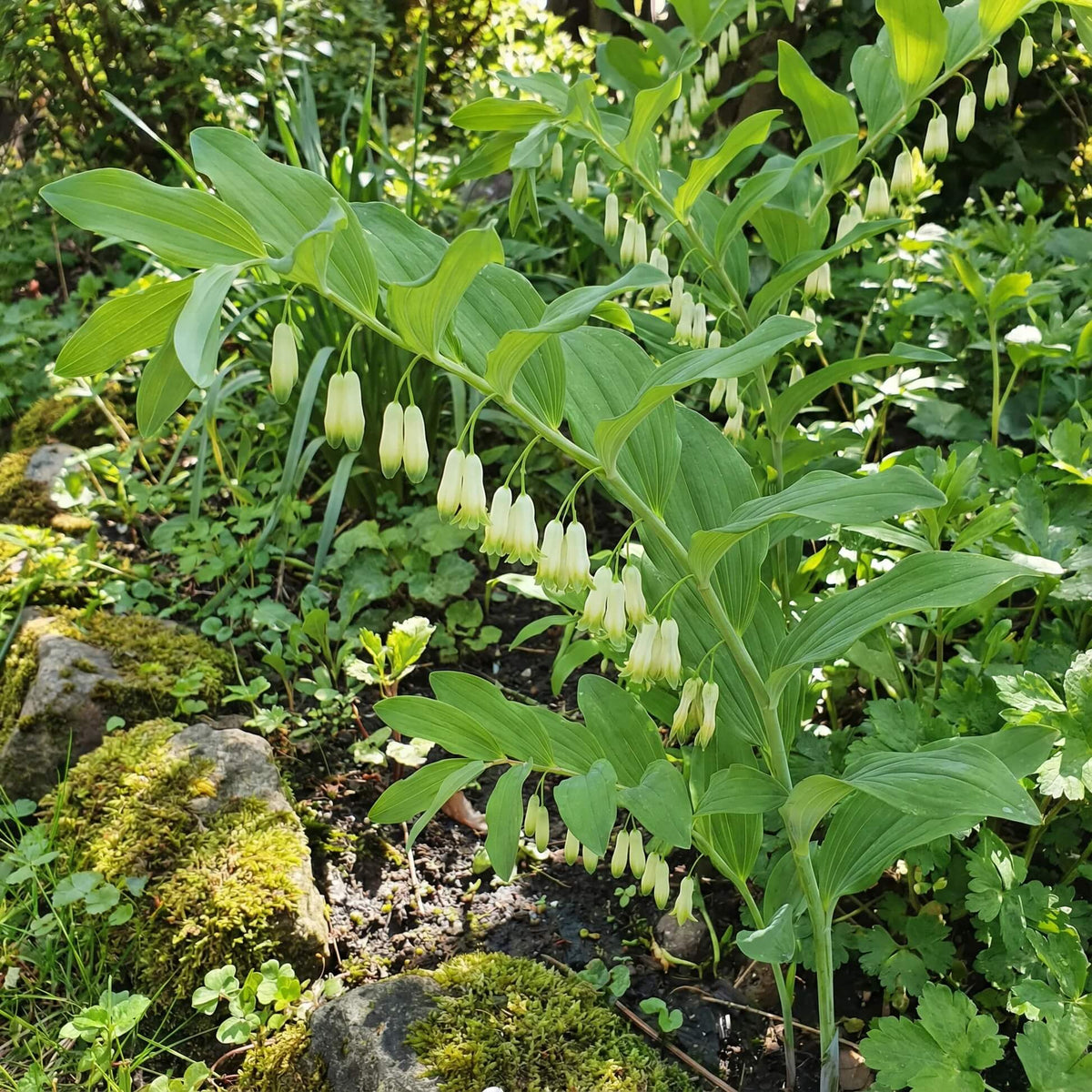 American Solomon’s Seal Seeds