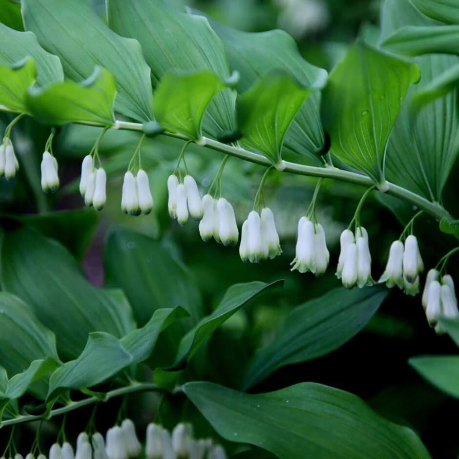 American Solomon’s Seal Seeds