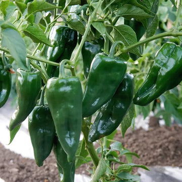Ancho Poblano Seeds – Green
