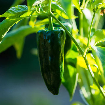 Ancho Poblano Seeds – Green
