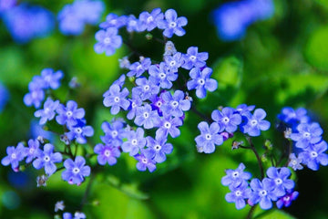 Anchusa Seeds – Blue Angel
