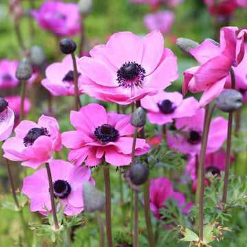 Anemone Seeds - Flower Plant for Home Gardens