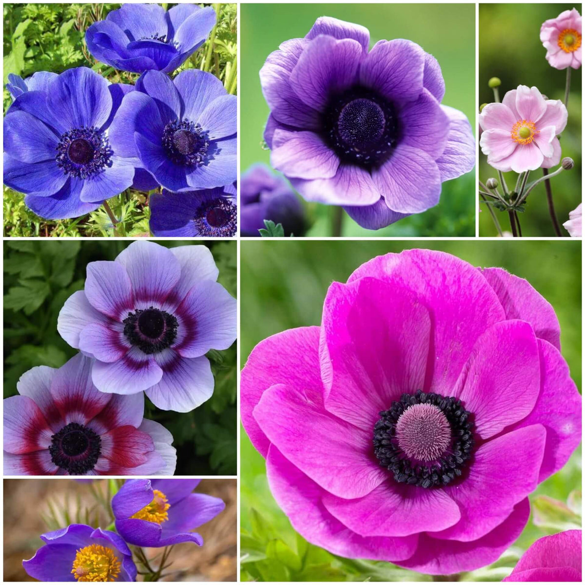 Anemone Seeds