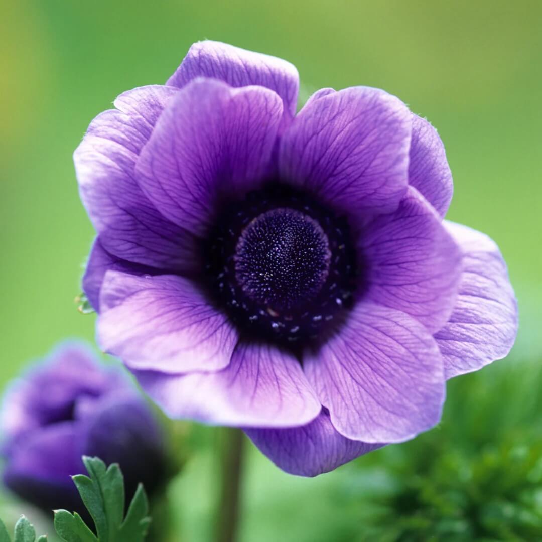 Anemone Seeds
