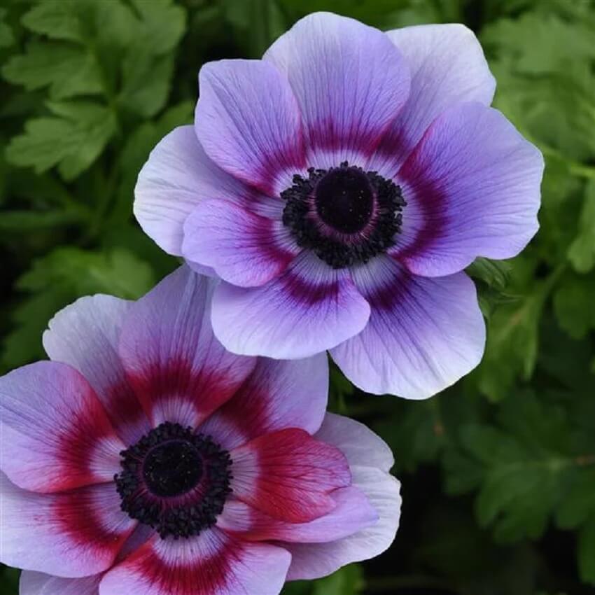 Anemone Seeds