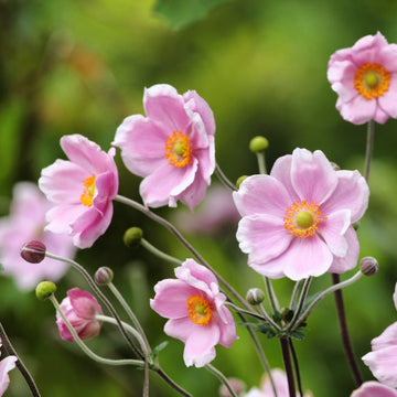 Anemone Seeds