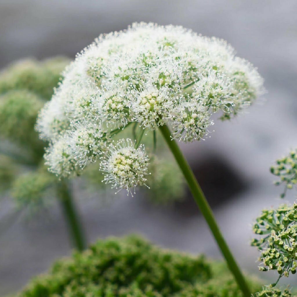 Angelica Seeds
