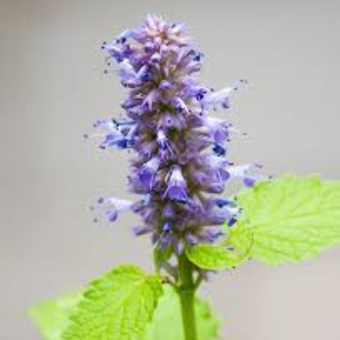 Anise Hyssop Seeds – Giant Variety