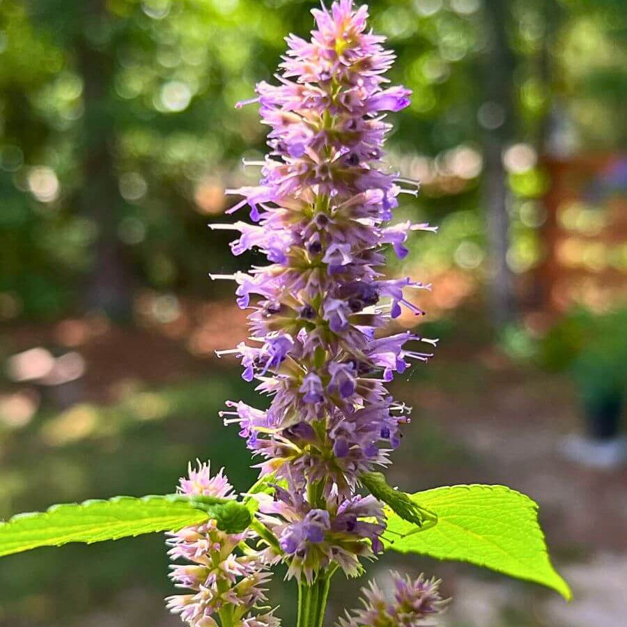 Anise Hyssop Seeds – Giant Variety