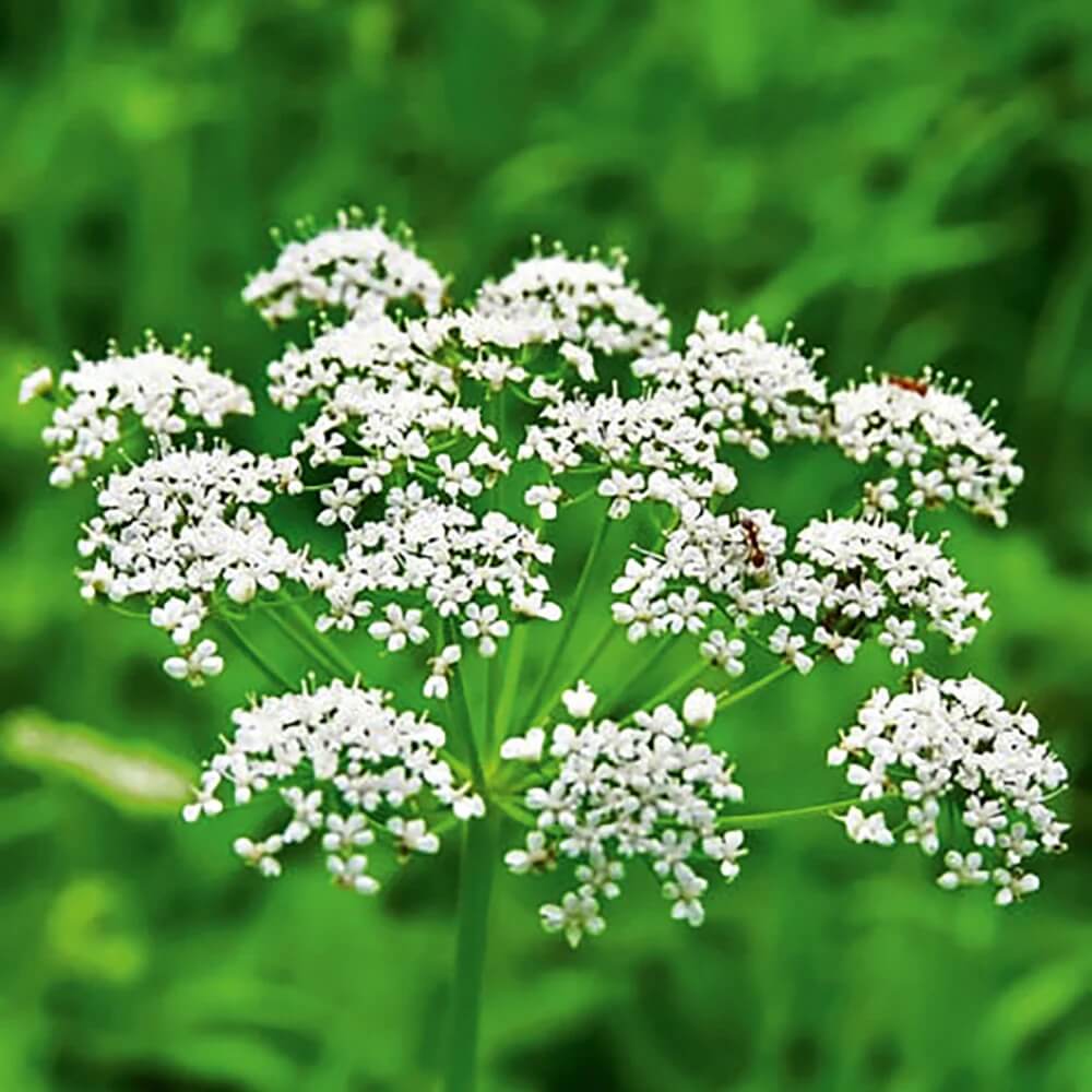 Anise Seeds – Pimpinella anisum