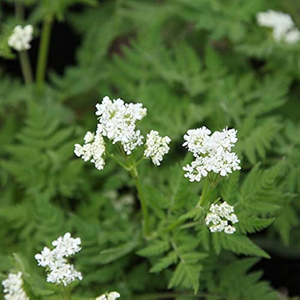 Anise Seeds – Myrrhis odorata