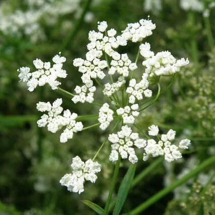 Anise Seeds – Pimpinella anisum