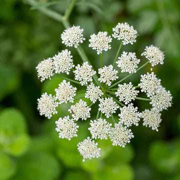 Anise Seeds – White Flower