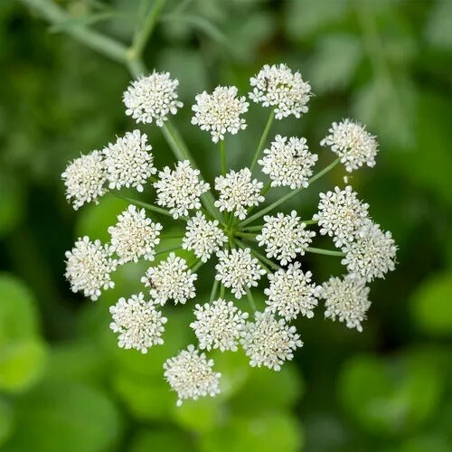Anisum Seeds – Wildflower Mix, Heirloom & GMO-Free
