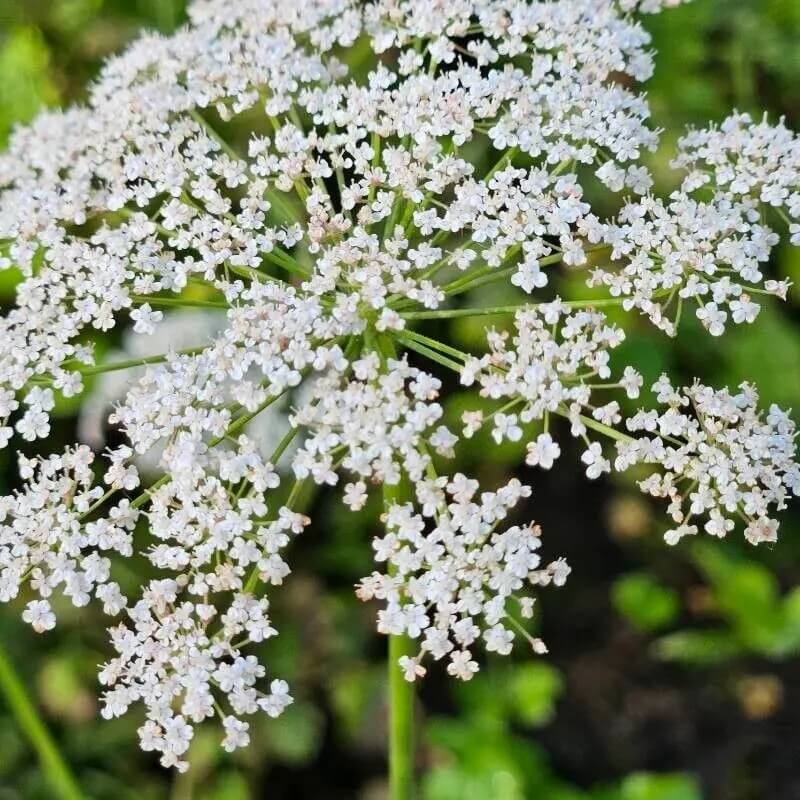 Anisum Seeds – Wildflower Mix, Heirloom & GMO-Free
