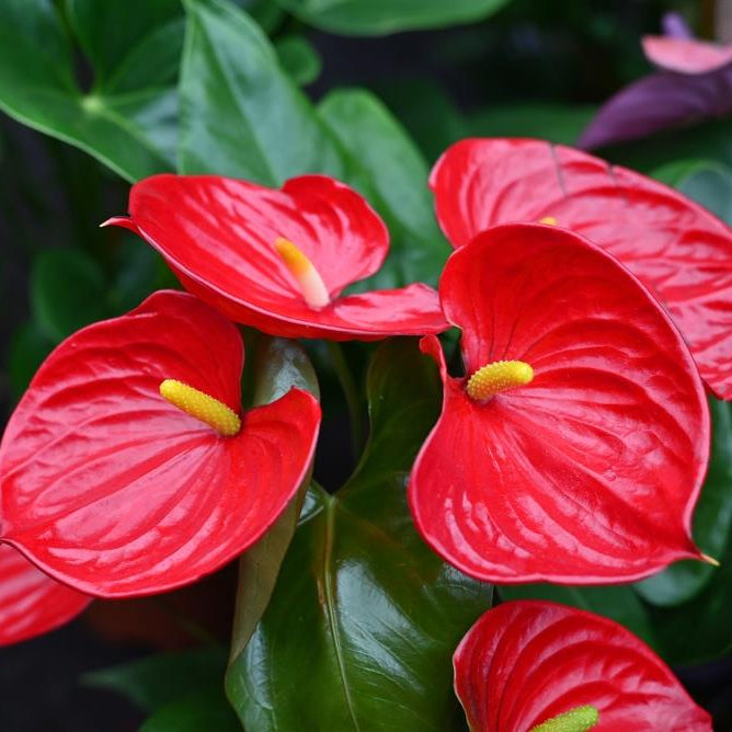 Anthurium Seeds – Exotic
