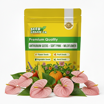 Anthurium Seeds – Soft Pink – Wildflower