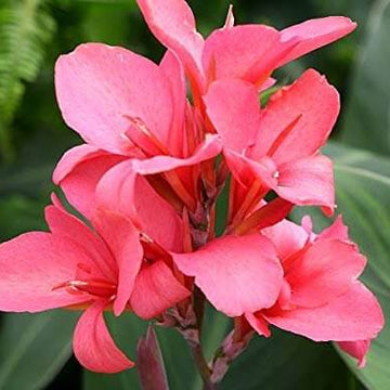 Anthurium Seeds – Soft Pink – Wildflower