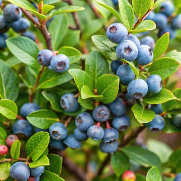 Antioxidant Berry Plants seeds