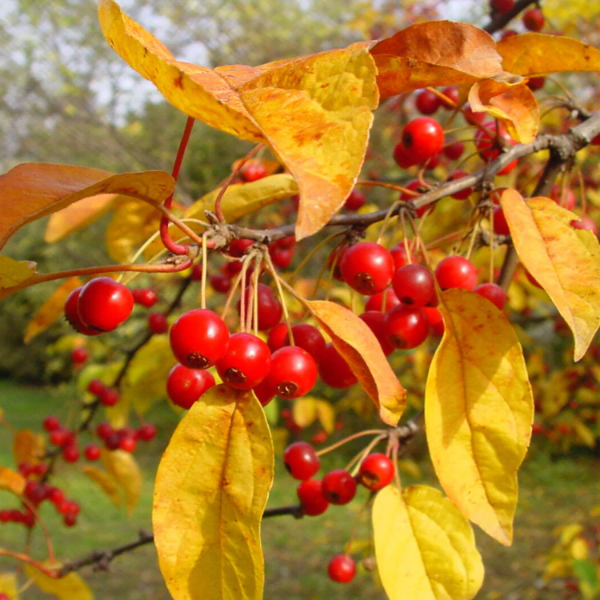 Apple Seeds - Malus Hupehensis
