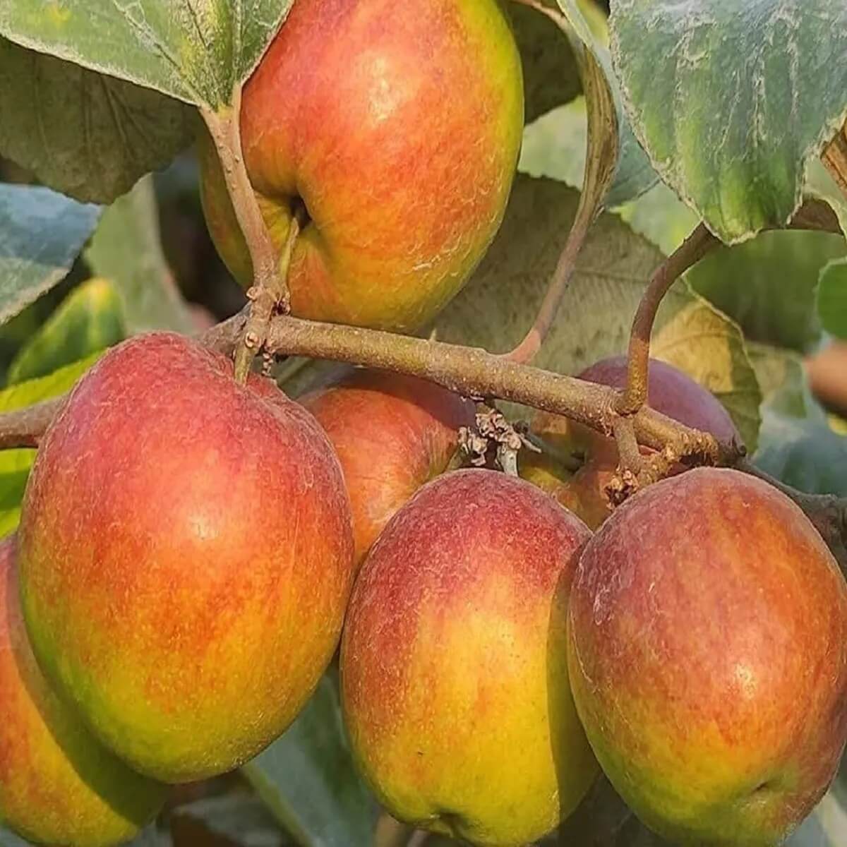 Apple Seeds – Ball Sundari Ber