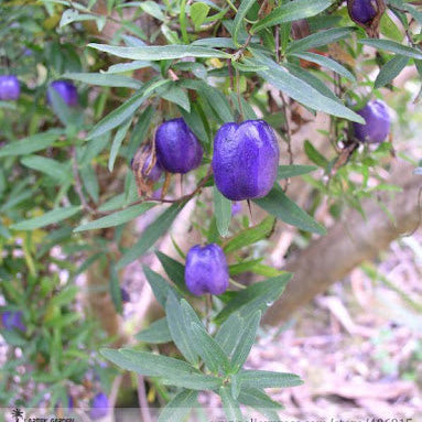 Apple Berry Seeds – Purple