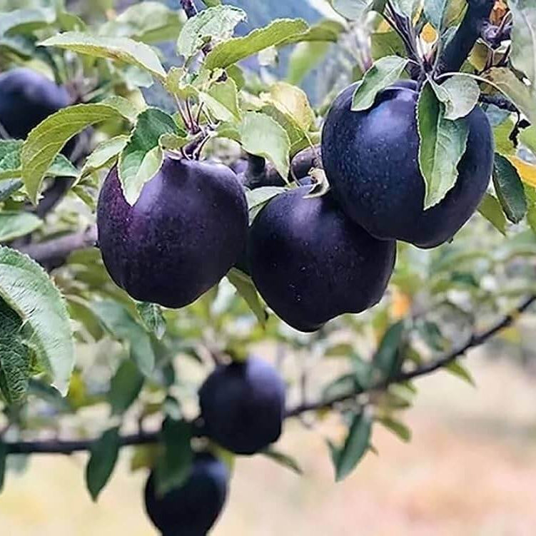 Apple Seeds – Black