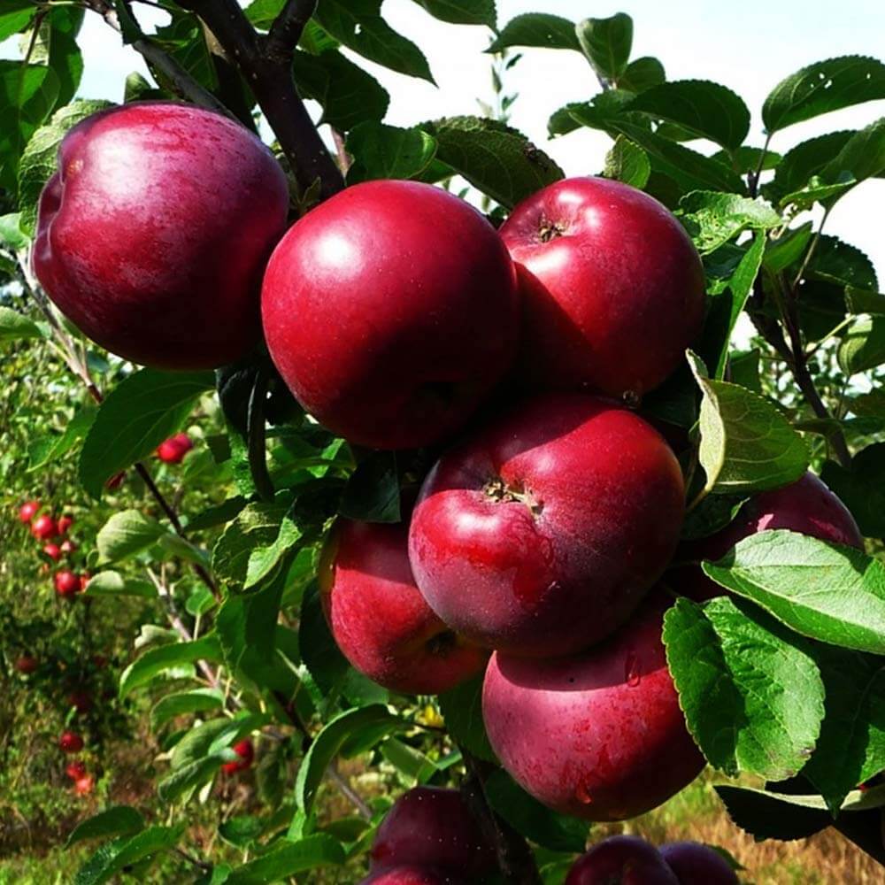 Apple Seeds – Burgundy