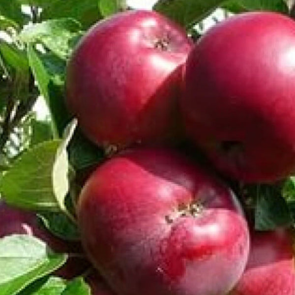 Apple Seeds – Burgundy