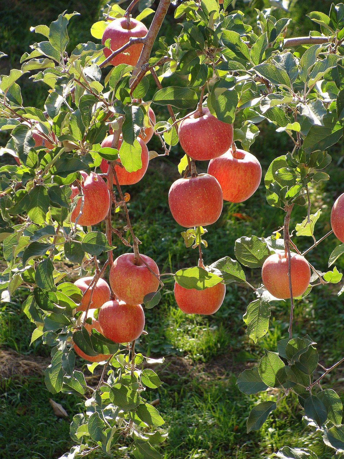 Apple Seeds – Fuji

