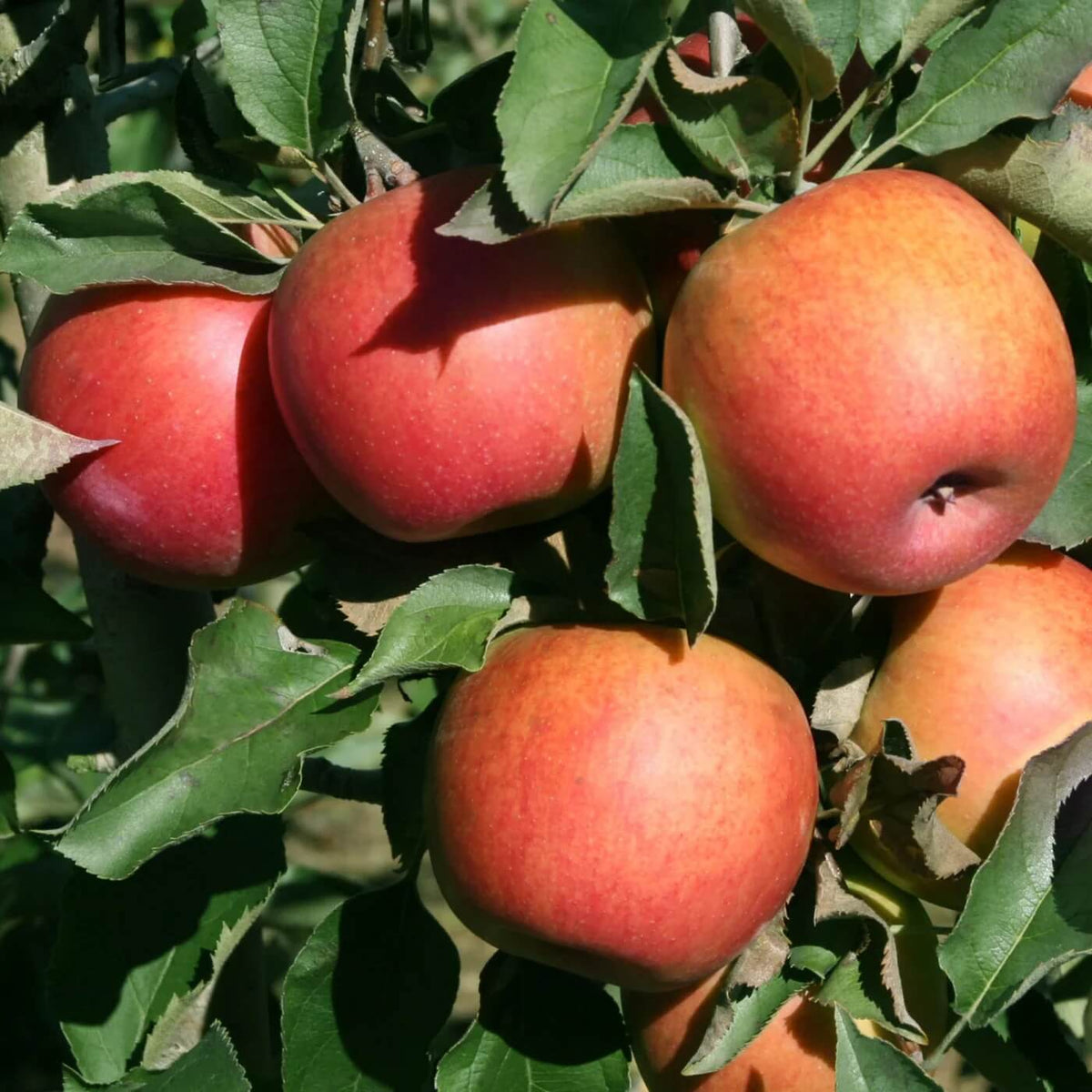 Apple Seeds – Jonagold